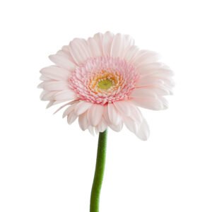 Artboard 1 1 300x300